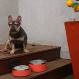 Stainless Steel Pet Food + Water Bowl | 32oz and 64oz