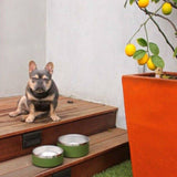 Stainless Steel Pet Food + Water Bowl | 32oz and 64oz