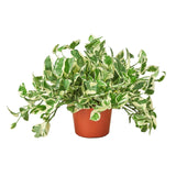 Pothos 'N'joy' Devil's Ivy Live Plant