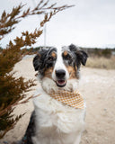 GINGHAM PET BANDANAS (Options Available)
