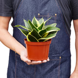 Snake Plant Black SMALL