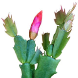 Christmas Cactus Thanksgiving Cactus -  Succulent 4 inch