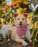 GINGHAM PET BANDANAS (Options Available)