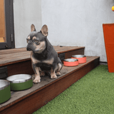 Stainless Steel Pet Food + Water Bowl | 32oz and 64oz