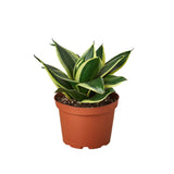 Snake Plant Black SMALL