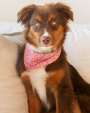 FLORAL PET BANDANAS (Options Available)