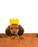 PARTY BEAST CROWN (Options Available)