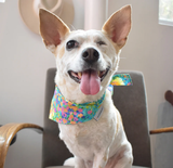 FLORAL PET BANDANAS (Options Available)