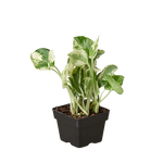 Pothos 'N'joy' Devil's Ivy Live Plant