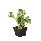 Pothos 'N'joy' Devil's Ivy Live Plant