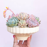 Delphine Low Bowl | Vintage White Speckle
