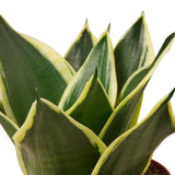 Snake Plant Black SMALL