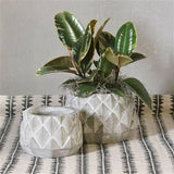 Sago Cement Planter - Sm