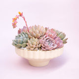 Delphine Low Bowl | Vintage White Speckle