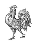 Rooster Kid's Eco Tee