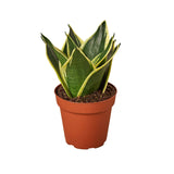 Snake Plant Black SMALL