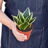 Snake Plant Black SMALL