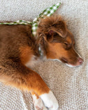 GINGHAM PET NECKTIES (Options Available)