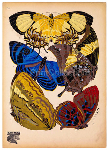 Butterflies Plate 4, E.A. Seguy