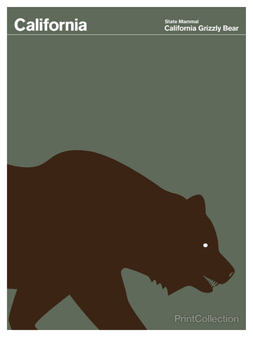 California Grizzly Bear Poster 11” x 17”